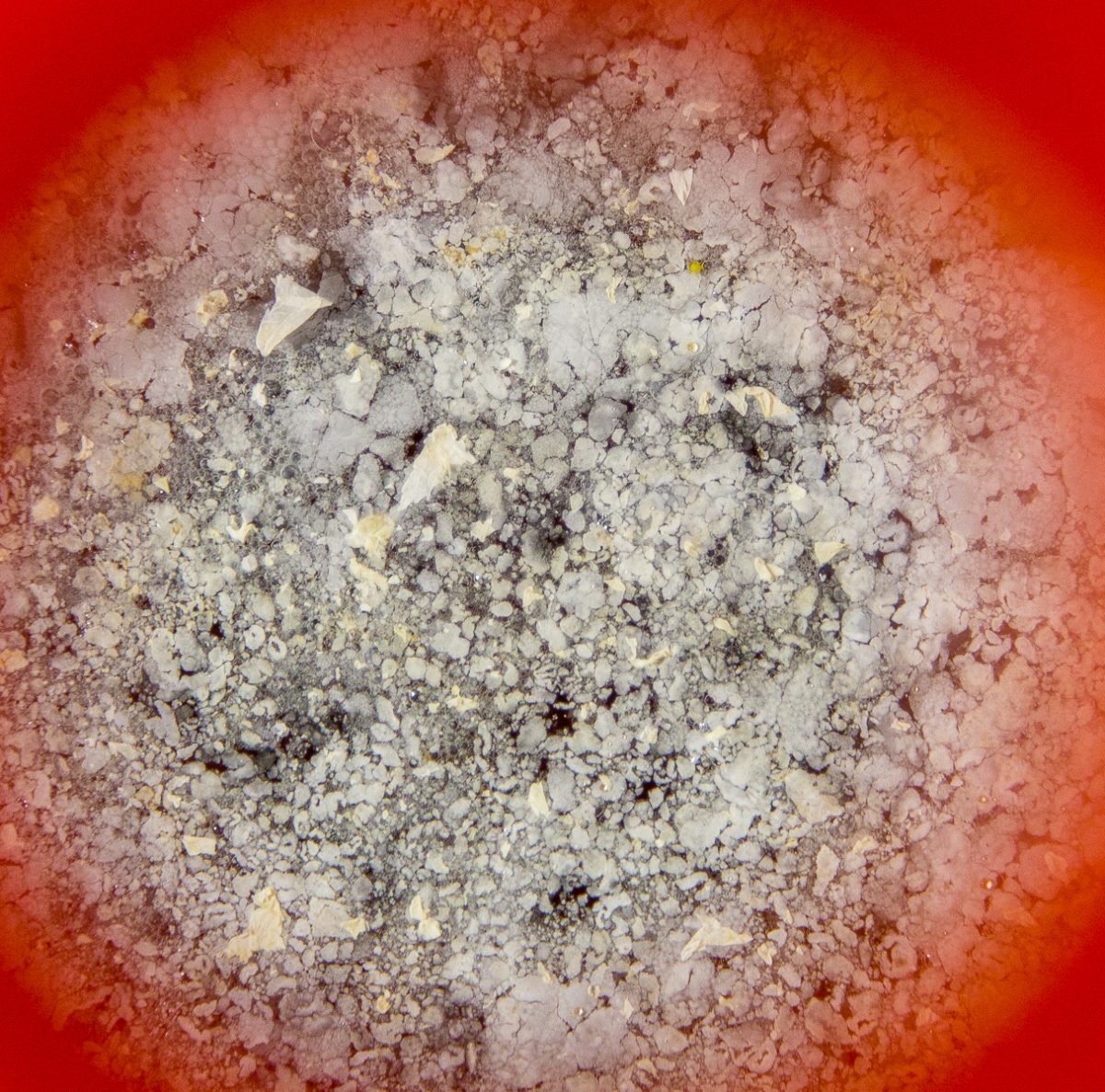 Taken through the port of a Speidel Fermenter